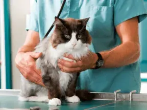 Veterinário acomodando um gato na mesa antes do exame